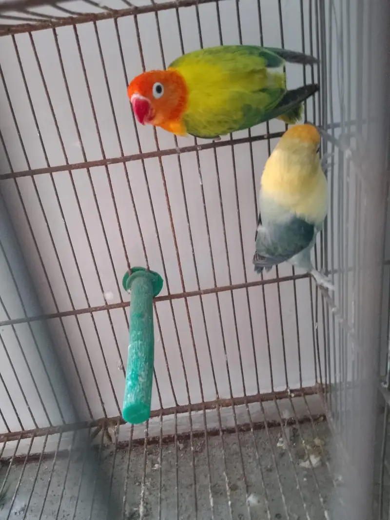 Green Opaline Ino Parblue Opaline Pair — photo 4
