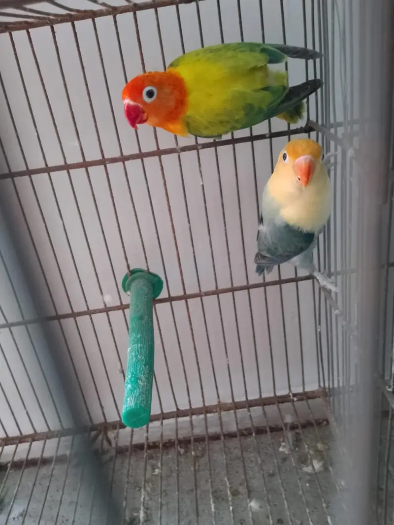 Green Opaline Ino Parblue Opaline Pair — photo 5