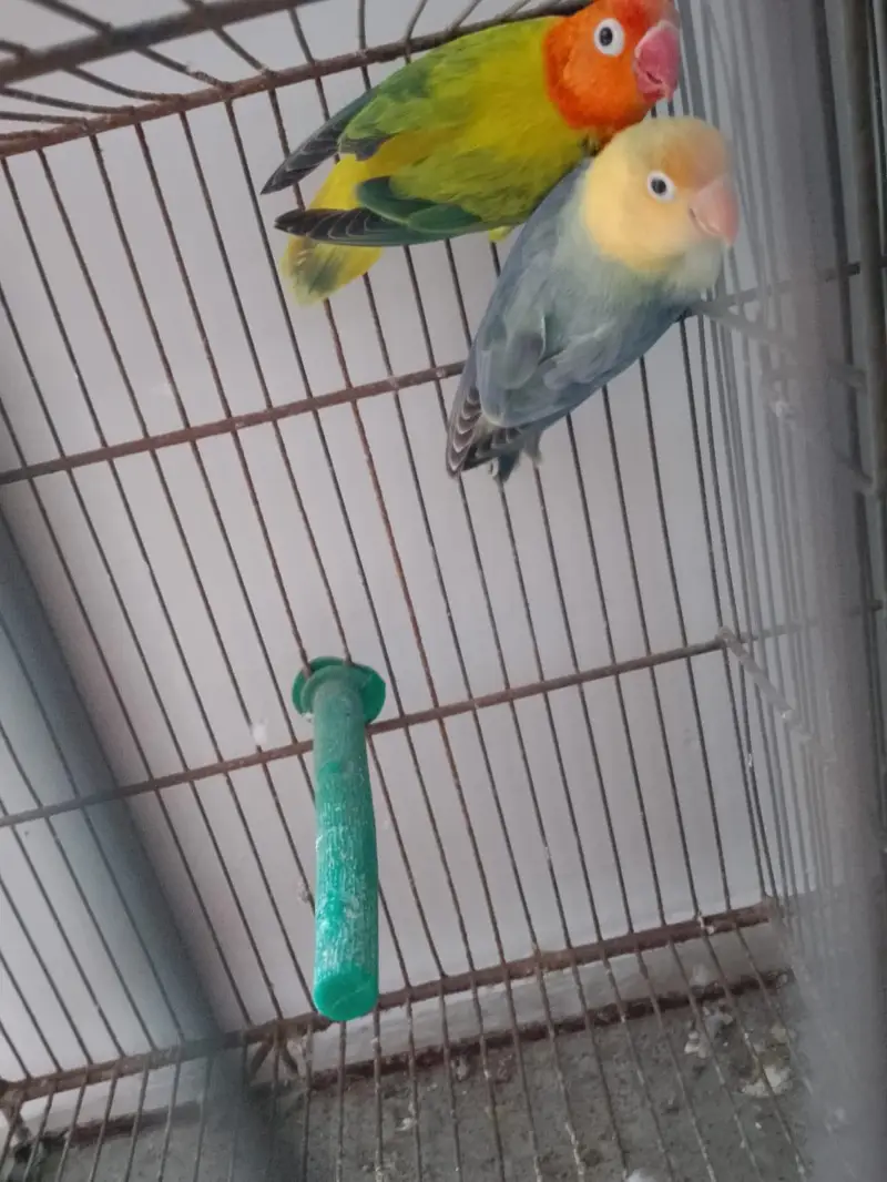 Green Opaline Ino Parblue Opaline Pair — photo 6