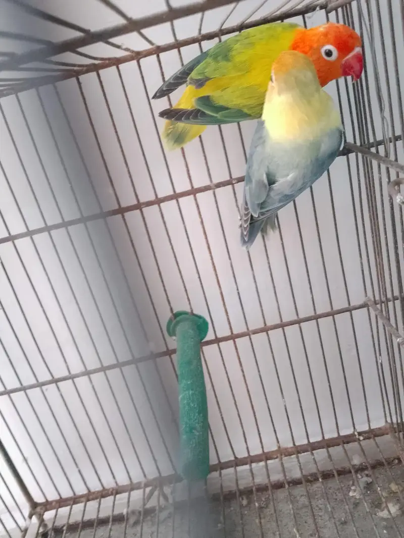 Green Opaline Ino Parblue Opaline Pair — photo 7