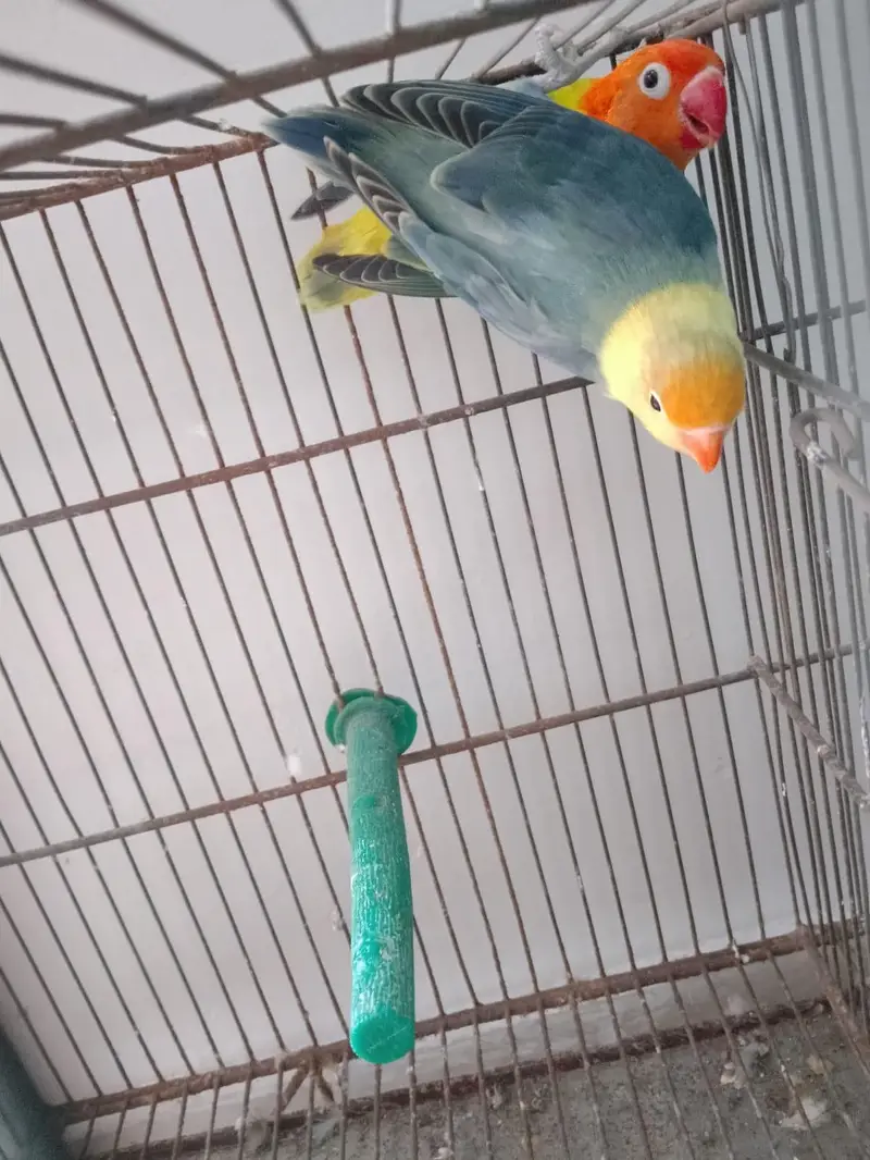 Green Opaline Ino Parblue Opaline Pair — photo 8