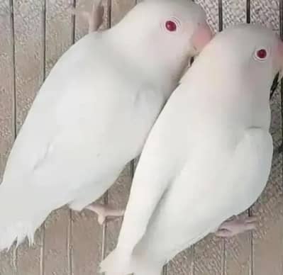 ALBINO RED EYES