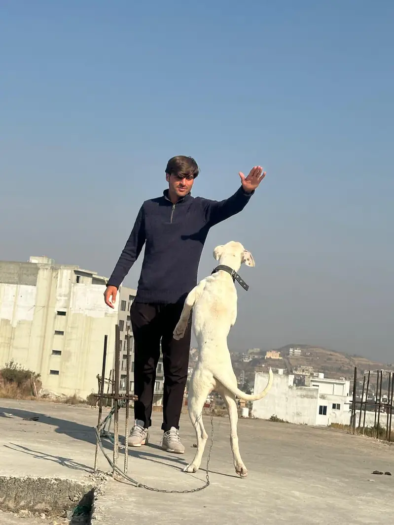 Gultair dog kohati urgent for sale 03415119492 — photo 3