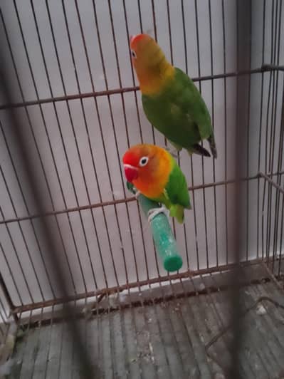 Green/Opaline Into Green Opaline Pair