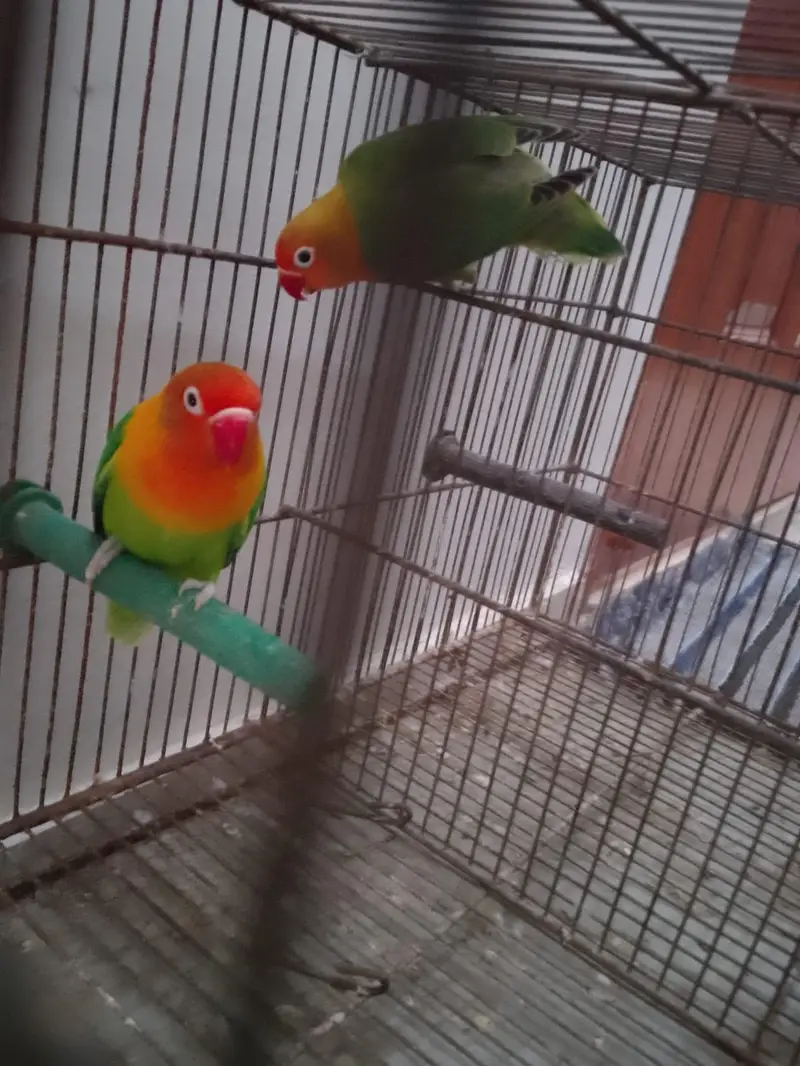 Green/Opaline Into Green Opaline Pair — photo 2