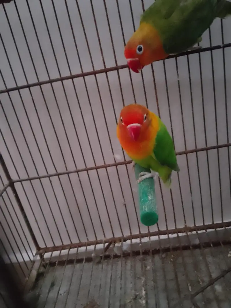 Green/Opaline Into Green Opaline Pair — photo 3