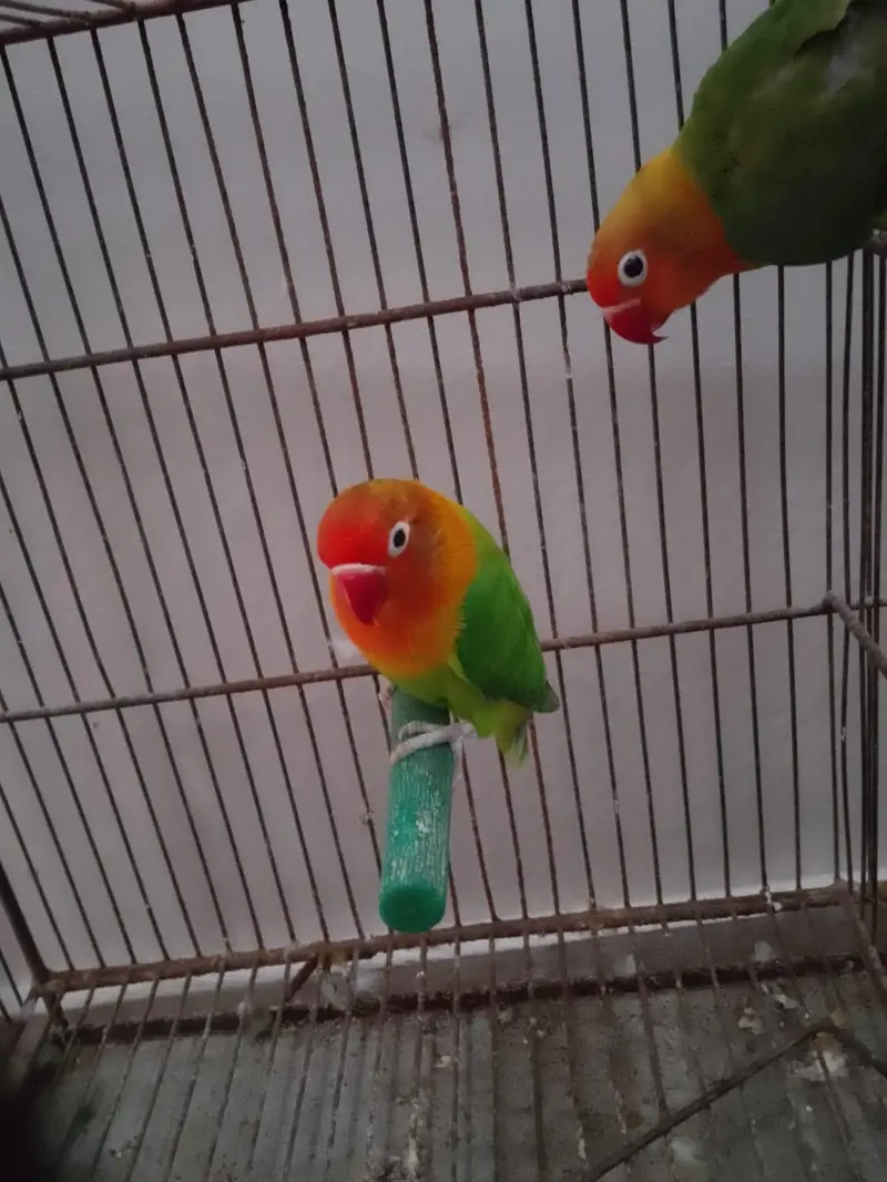 Green/Opaline Into Green Opaline Pair — photo 4