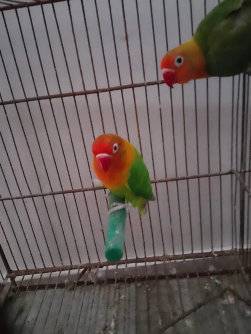 Green/Opaline Into Green Opaline Pair — photo 5