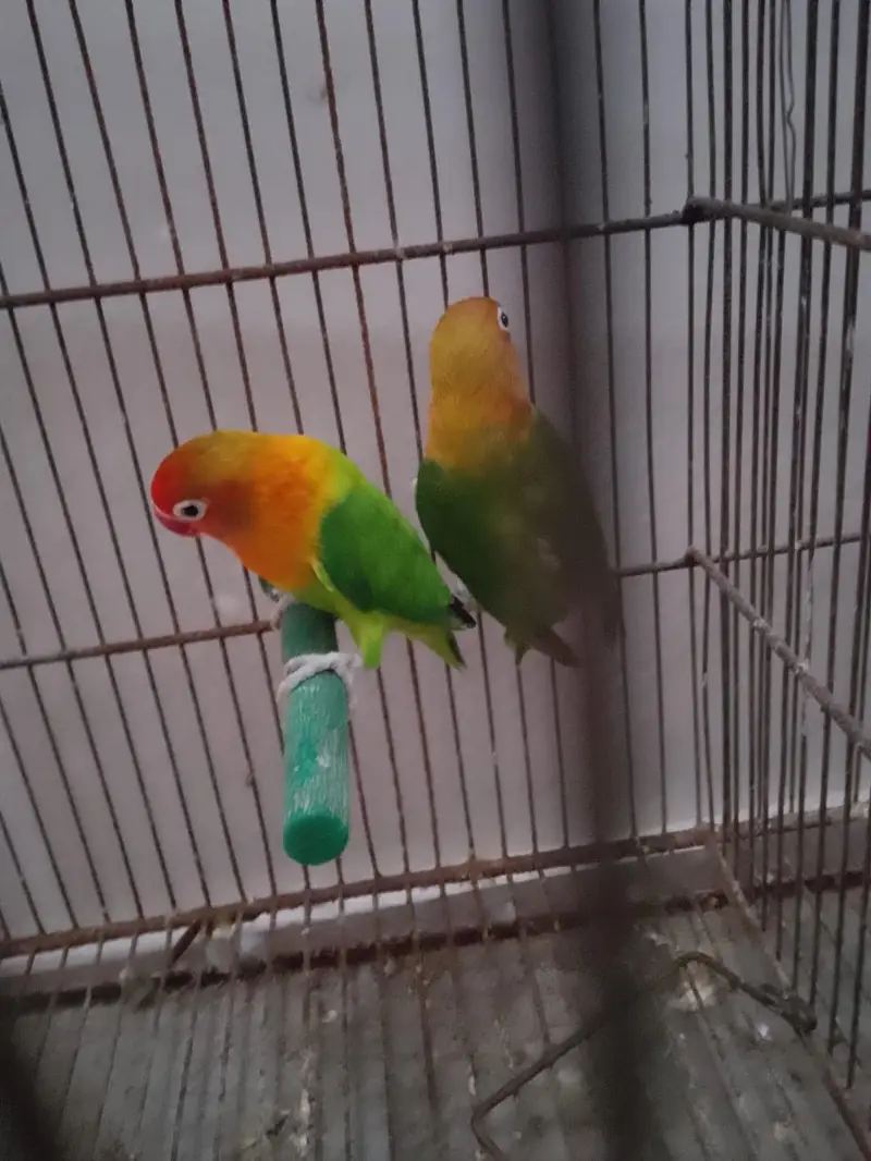 Green/Opaline Into Green Opaline Pair — photo 6