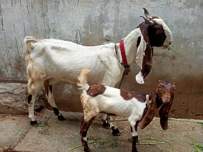 kamori bakri