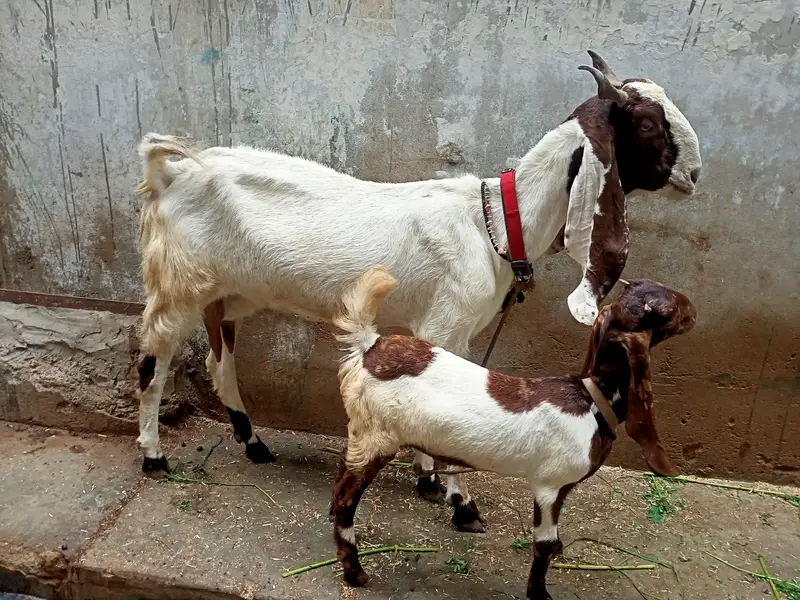kamori bakri — photo 2