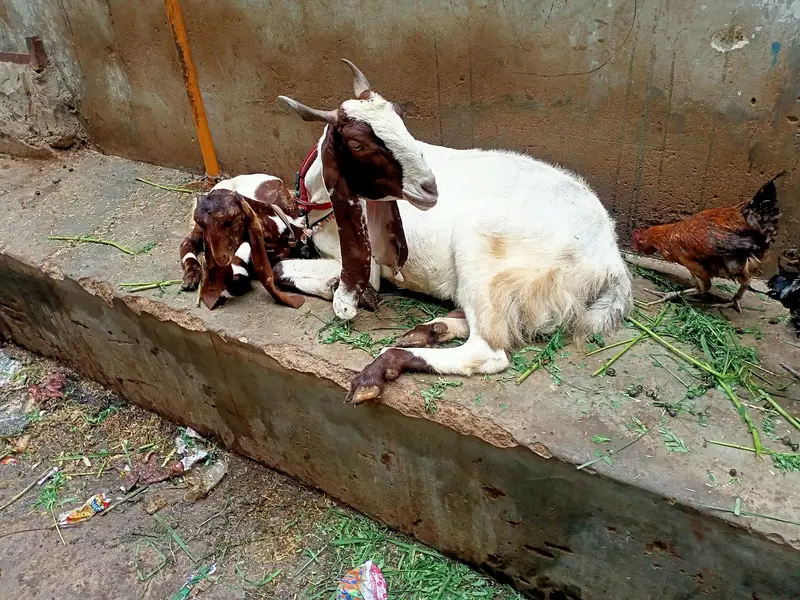 kamori bakri — photo 3