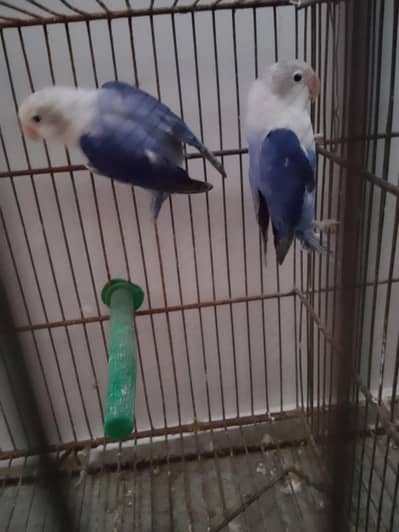 Beautiful Voilet Opaline Pair