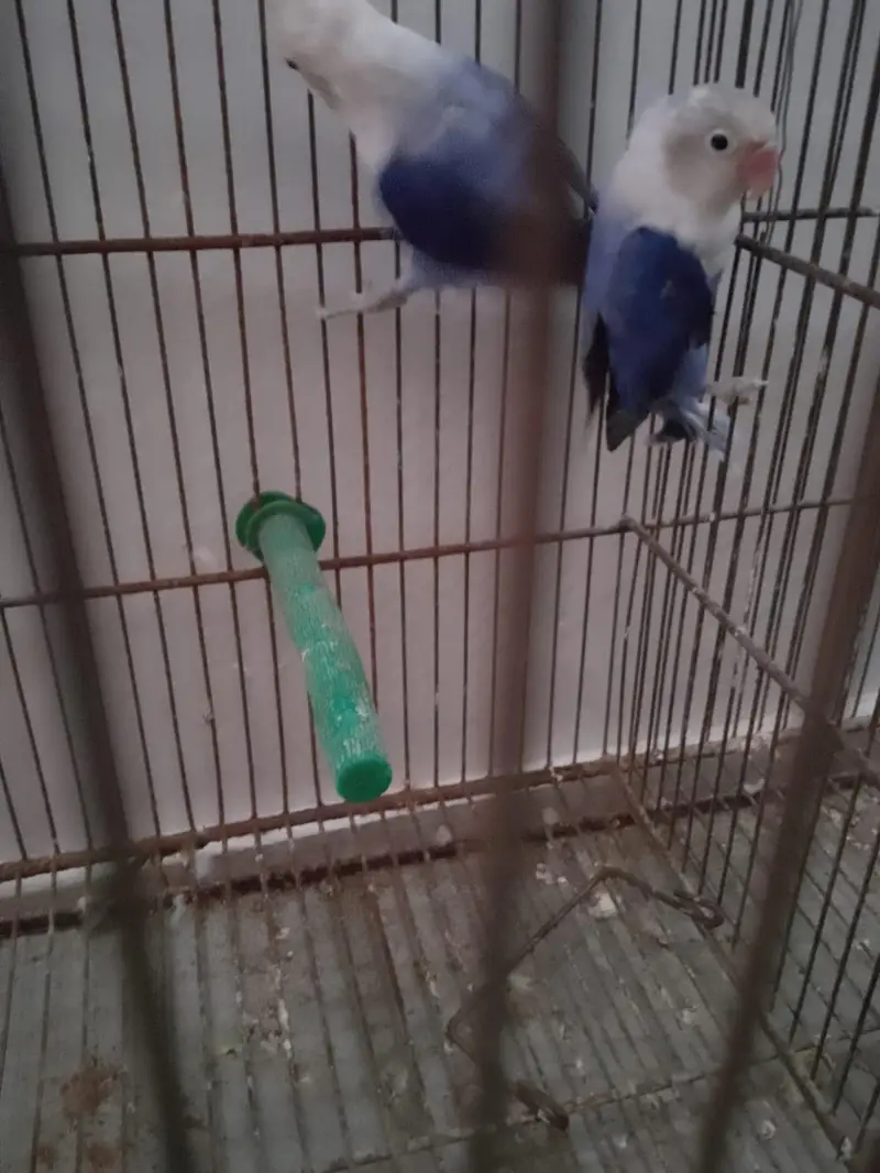 Beautiful Voilet Opaline Pair — photo 2