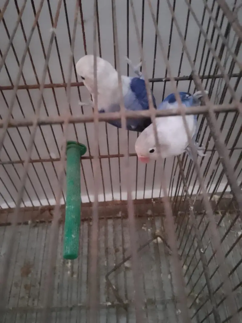 Beautiful Voilet Opaline Pair — photo 3