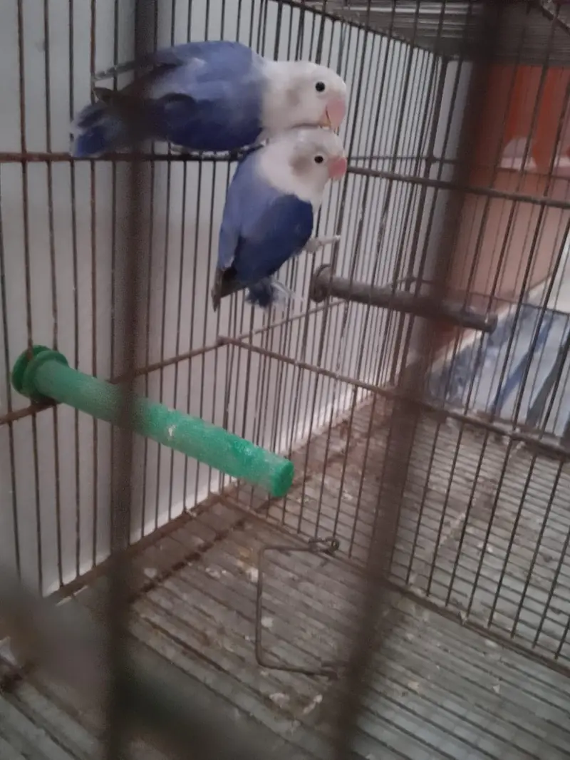 Beautiful Voilet Opaline Pair — photo 4