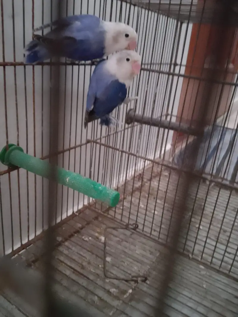 Beautiful Voilet Opaline Pair — photo 5