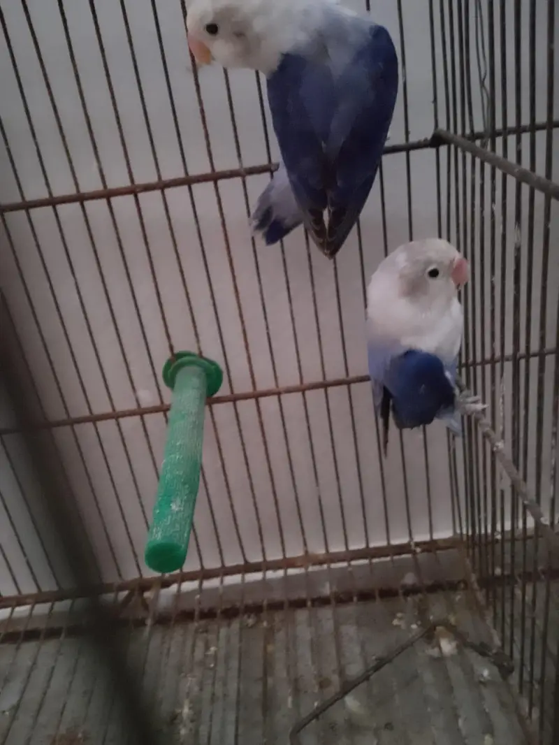 Beautiful Voilet Opaline Pair — photo 6