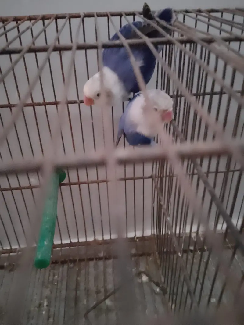 Beautiful Voilet Opaline Pair — photo 7