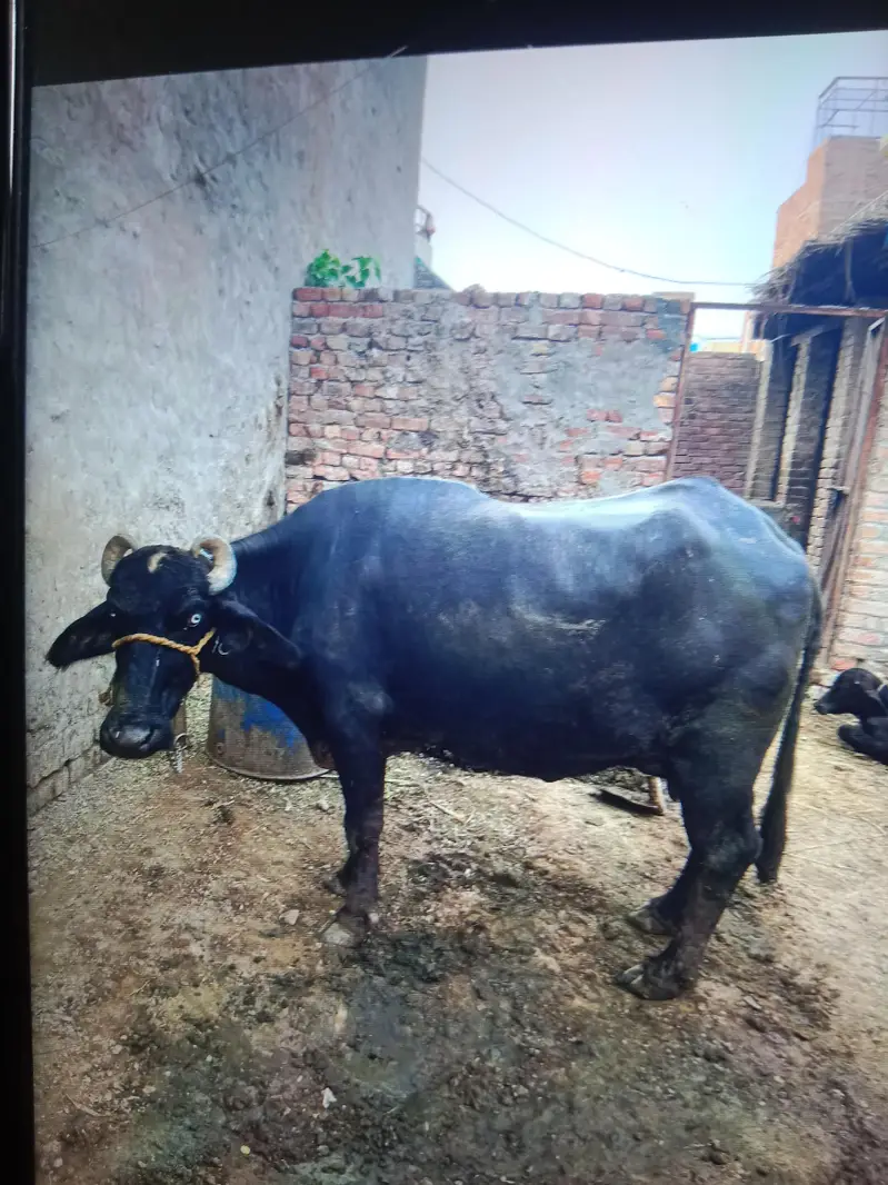 Dusra sua choti — photo 3