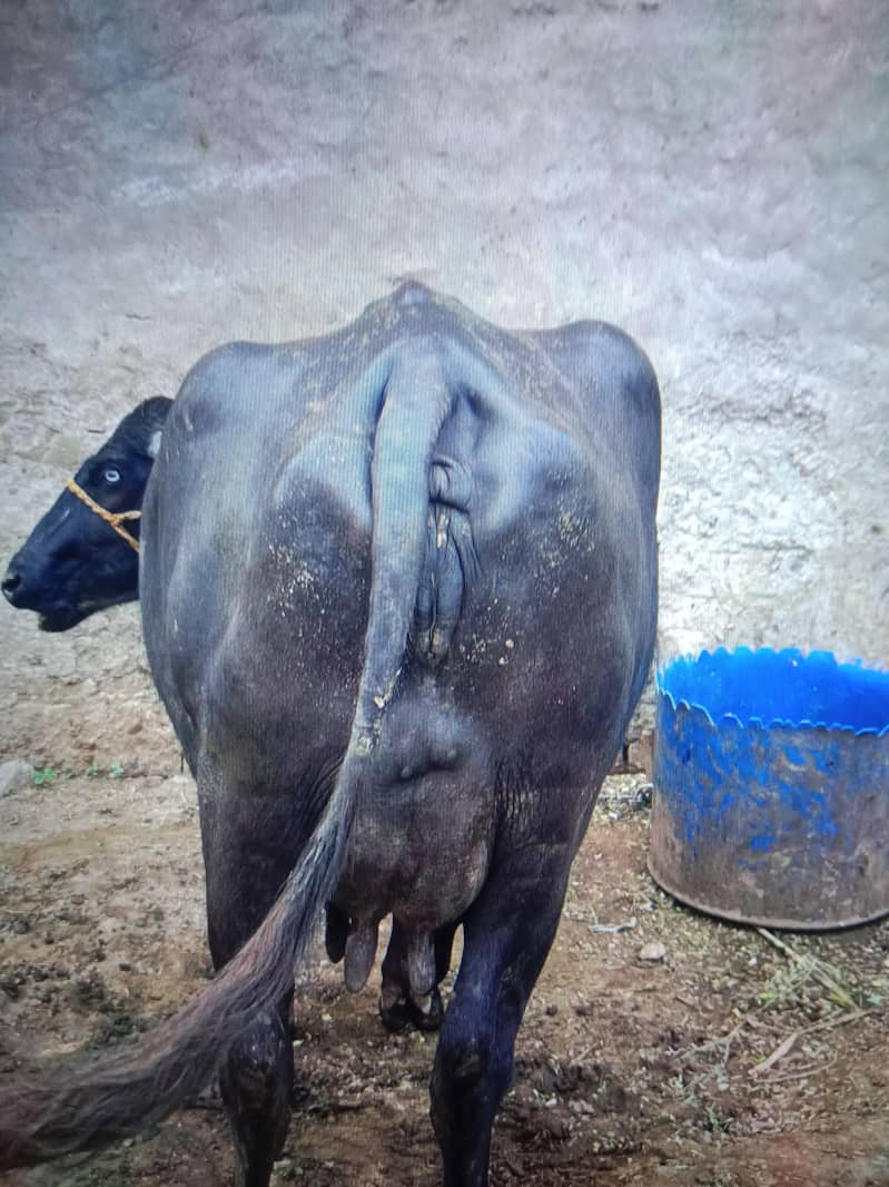 Dusra sua choti 4