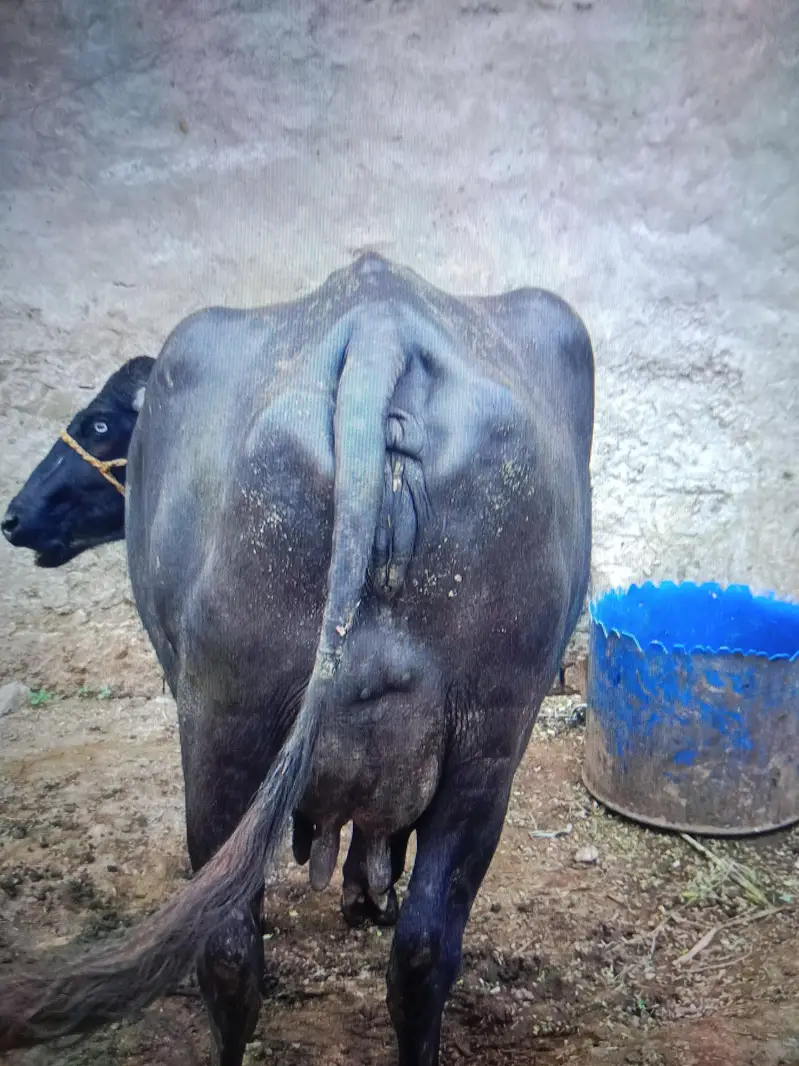 Dusra sua choti — photo 5