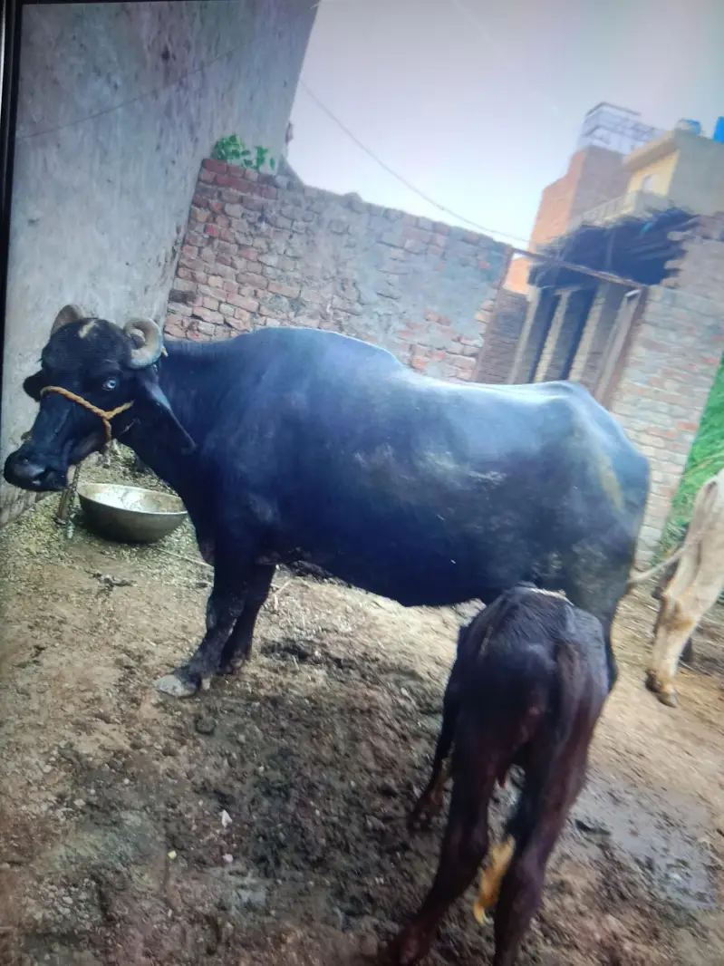 Dusra sua choti — photo 6