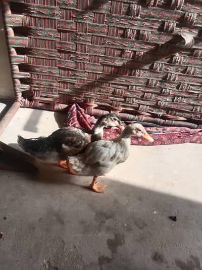 Desi duck pair