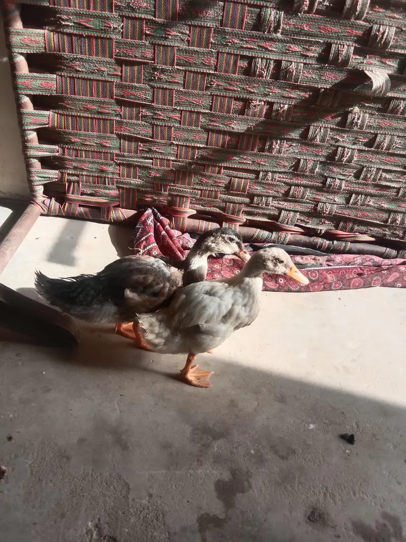 Desi duck pair