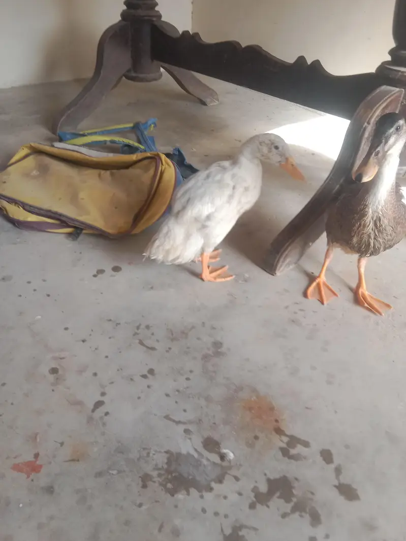 Desi duck pair — photo 2