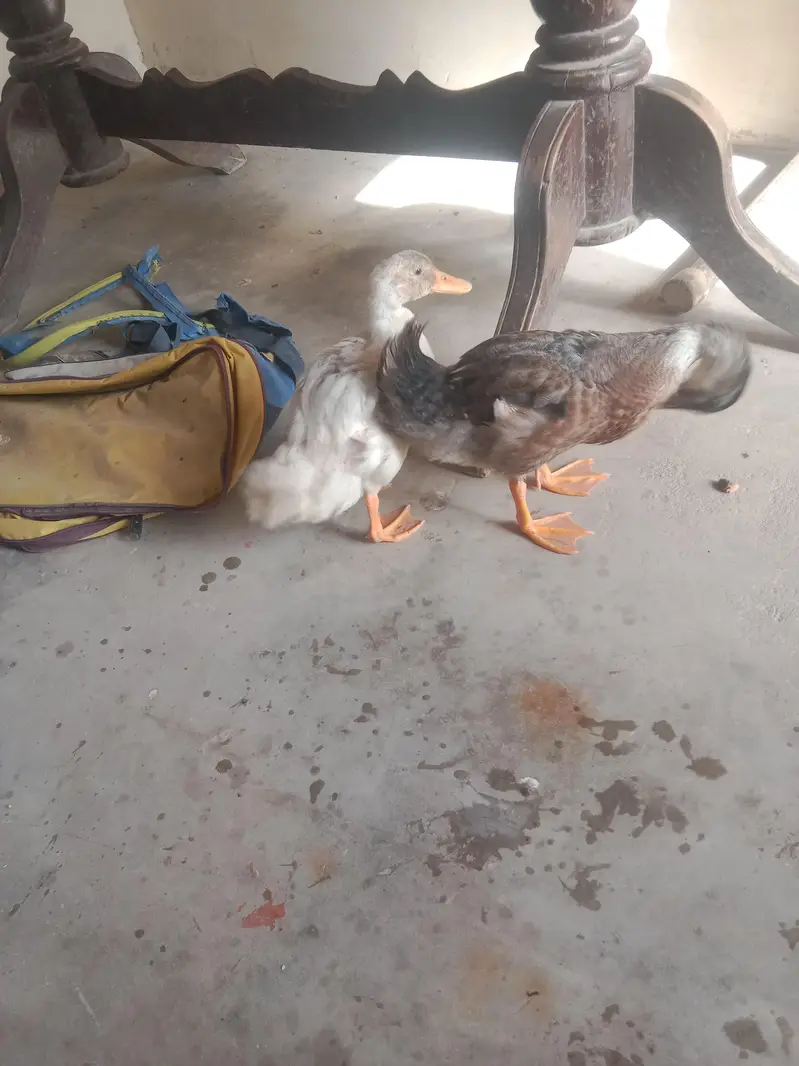Desi duck pair — photo 3