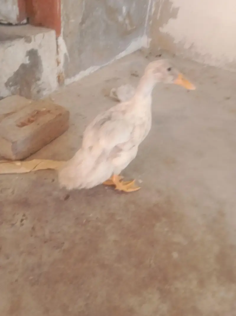 Desi duck pair — photo 4