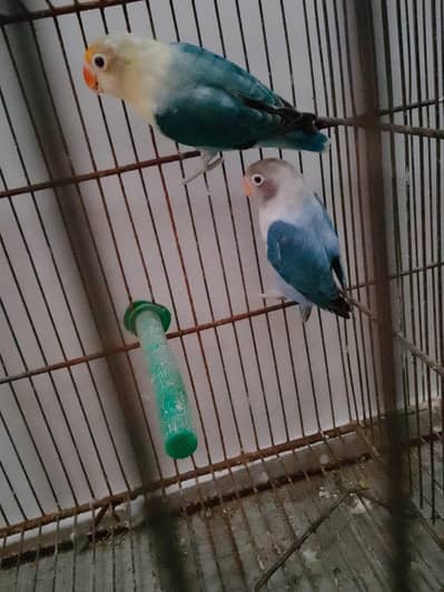 Blue Opaline Into Parblue Opaline Pair