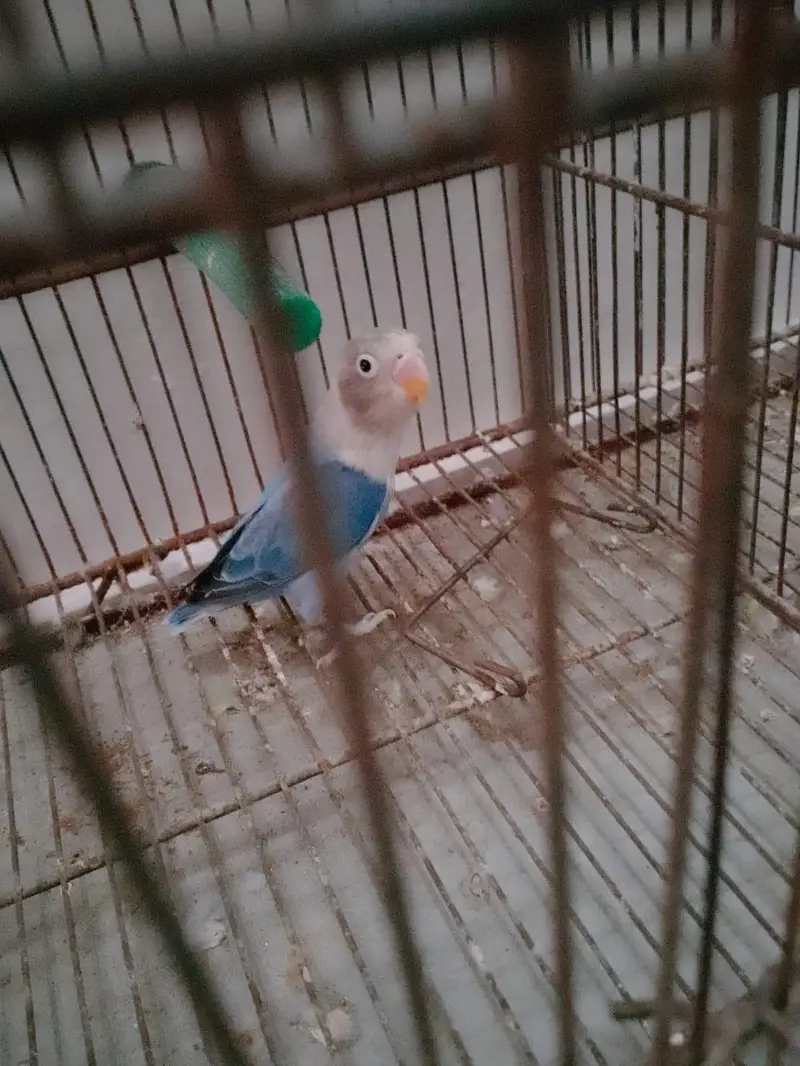 Blue Opaline Into Parblue Opaline Pair — photo 2