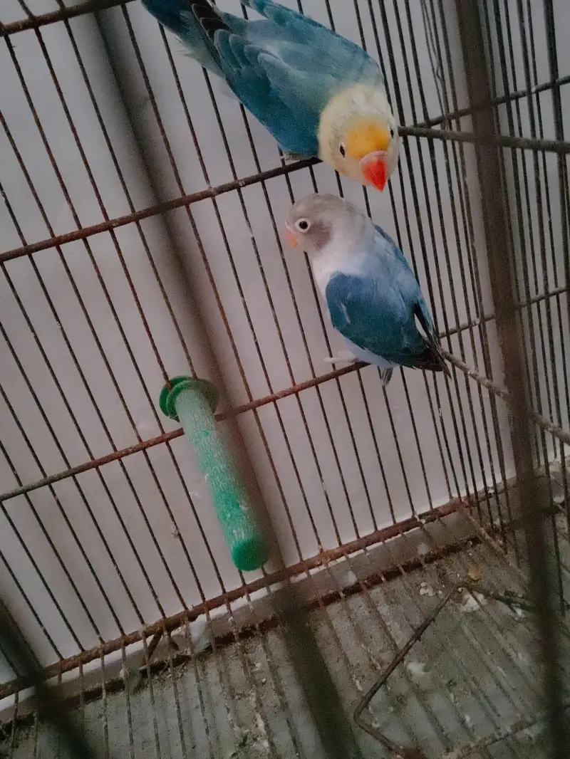 Blue Opaline Into Parblue Opaline Pair — photo 3