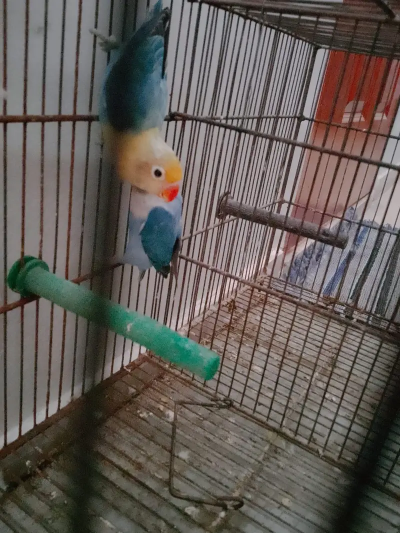 Blue Opaline Into Parblue Opaline Pair — photo 4
