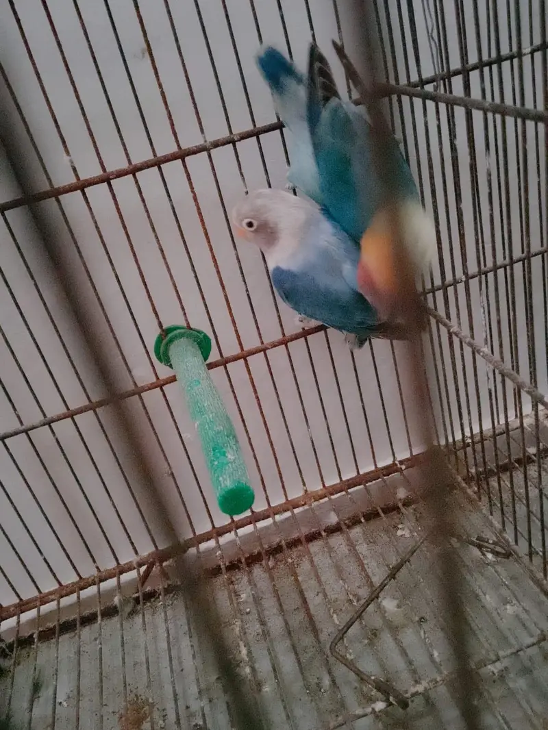 Blue Opaline Into Parblue Opaline Pair — photo 5