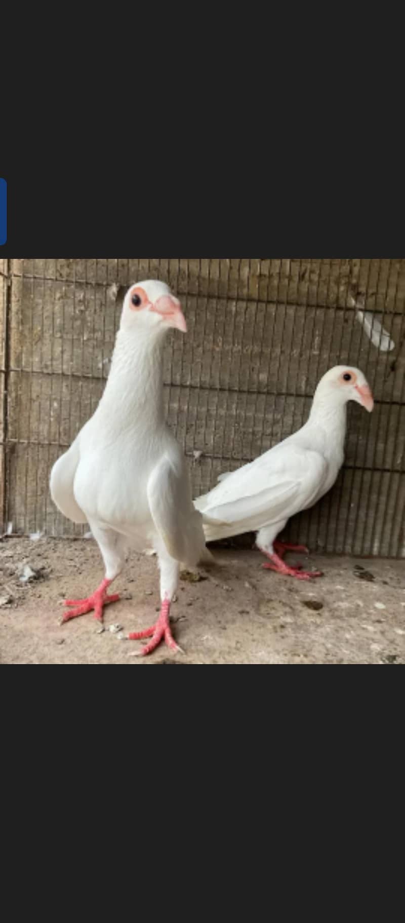 Fancy Pigeons 0