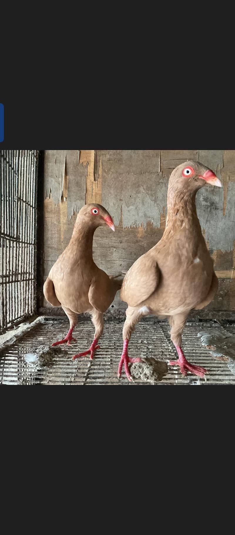 Fancy Pigeons 1