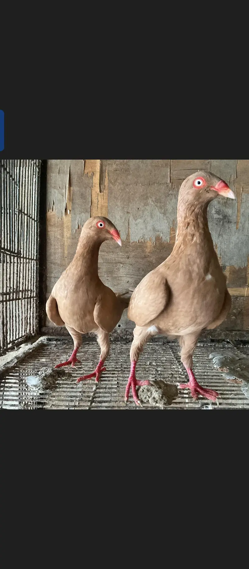 Fancy Pigeons — photo 2