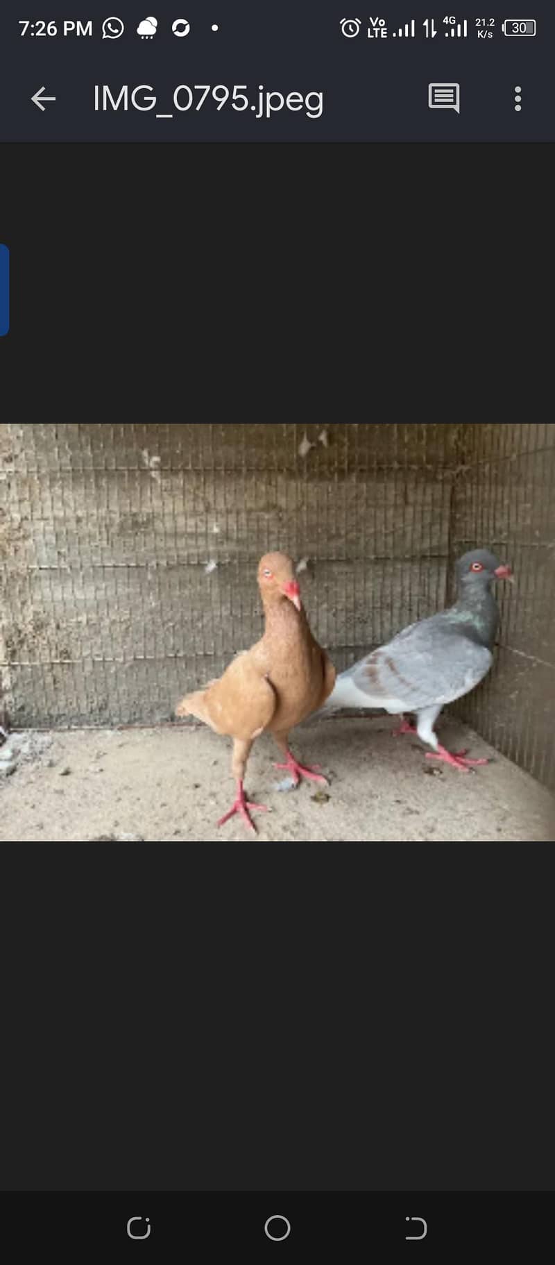 Fancy Pigeons 2