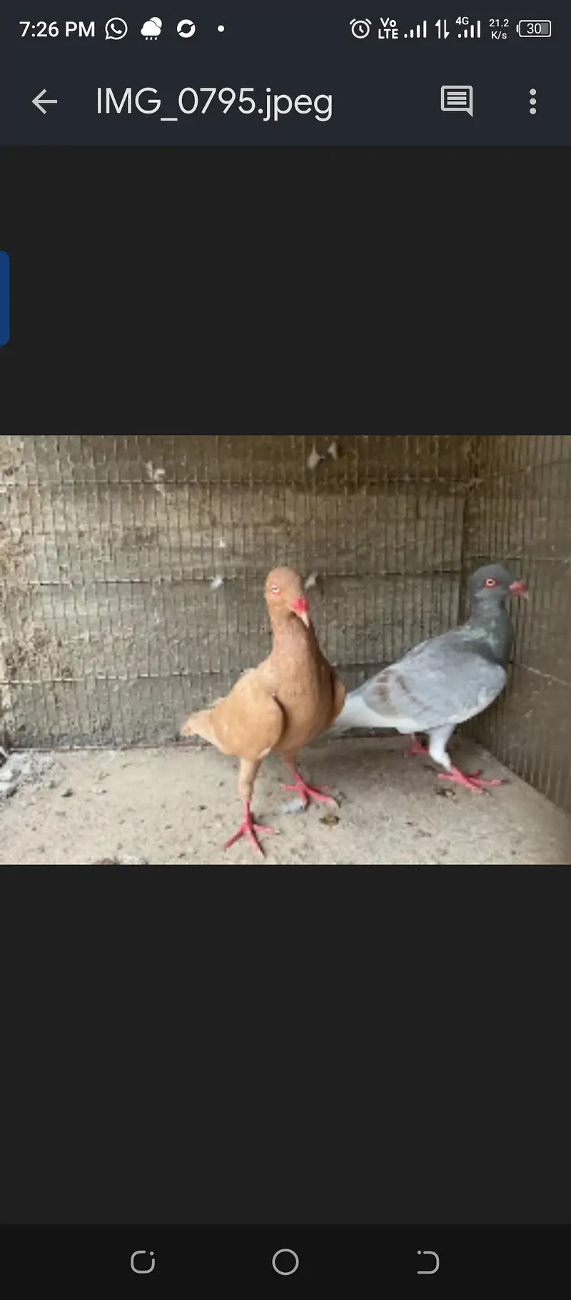 Fancy Pigeons — photo 3