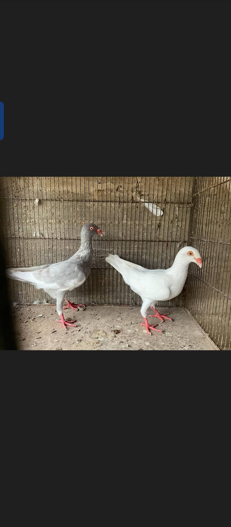 Fancy Pigeons 3