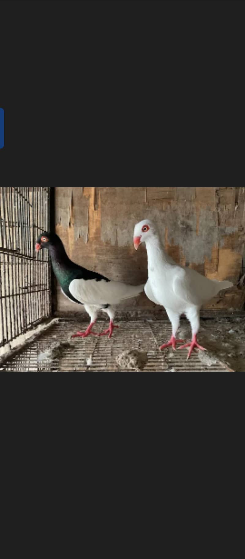 Fancy Pigeons 4
