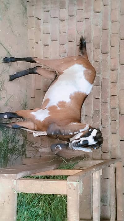 piuer dasi nagri phuth 2 dant