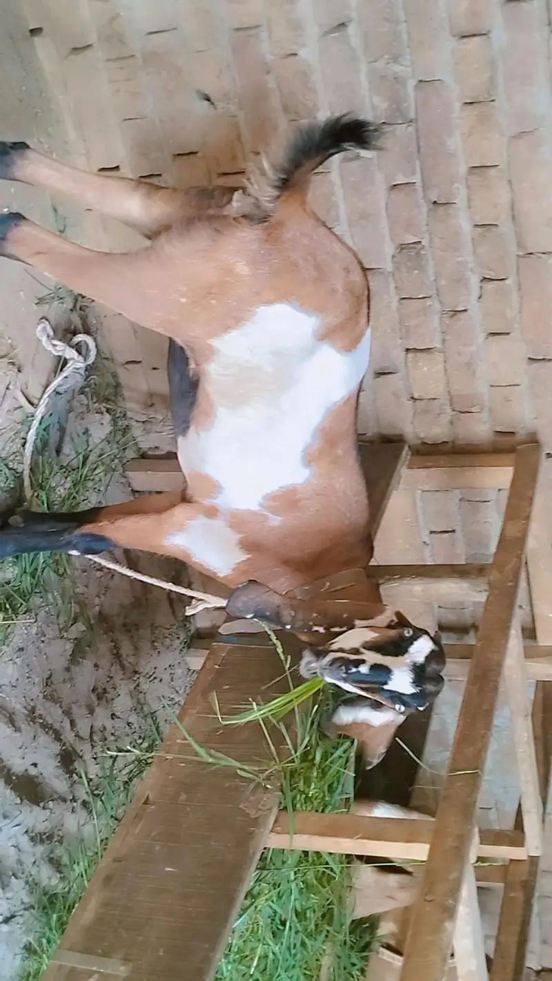 piuer dasi nagri phuth 2 dant — photo 2