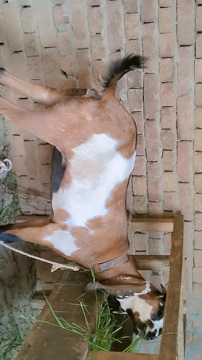 piuer dasi nagri phuth 2 dant — photo 3