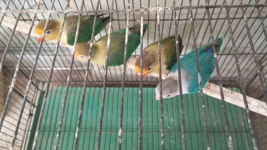 Lovebirds parrots available