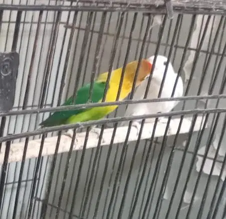 Lovebirds parrots available — photo 2