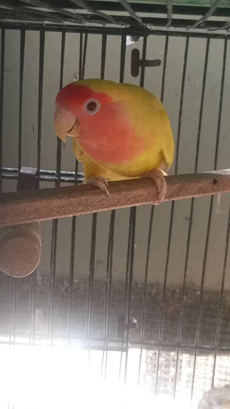 Lovebirds parrots available — photo 3